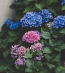 Allt du behöver för att lyckas med hortensia – skötsel, sorter och plantering