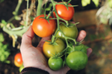 Så vårdar du dina tomatplantor under höst och vinter