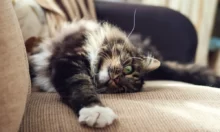 Hjälp! Min katt klöser på soffan