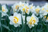 Tidiga vårblommor som tål frost