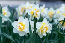 Dags att plantera vårblommor – så  lyckas du