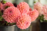 Enklaste knepen som får dina dahlior att blomma som aldrig förr